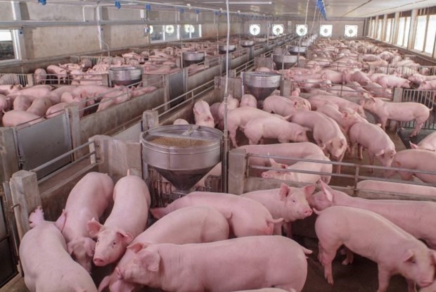 Rusia, mayor proveedor de carne de cerdo de Vietnam hinh anh 1