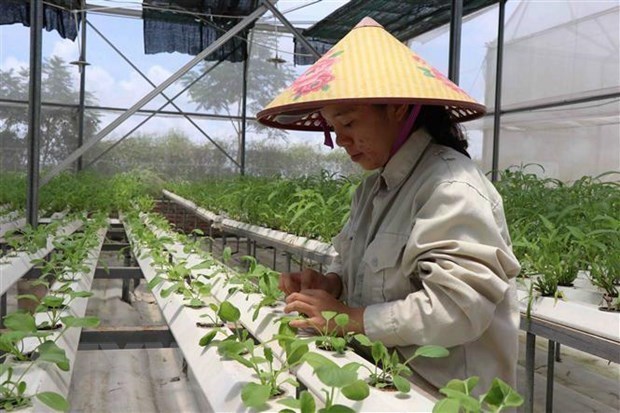 Desembolso de asistencia oficial en proyectos agricolas de Vietnam alcanza 31 millones de dolares hasta mayo hinh anh 1