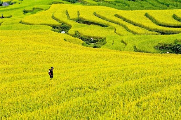 Celebraran en Vietnam semana cultural sobre doradas terrazas de arroz hinh anh 1