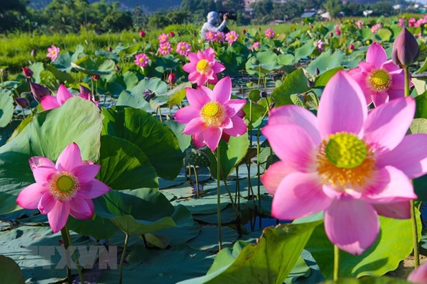 Temporada de floracion de lotos en ciudad vietnamita de Da Nang hinh anh 1
