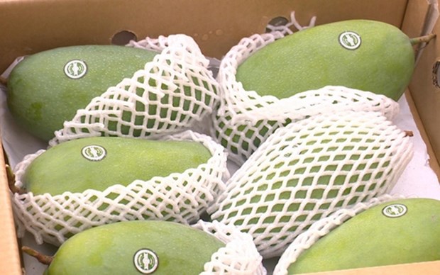 Exportan a Australia mango de provincia vietnamita de Son La hinh anh 1