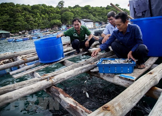 Provincia de Kien Giang refiuerza combate contra la pesca ilegal hinh anh 2