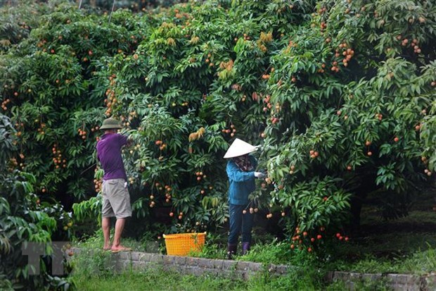 Eleva Vietnam meta de exportaciones agroforestales y acuicolas en 2021 hinh anh 2