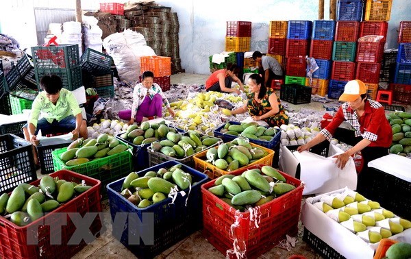 Aumentan exportaciones vietnamitas de frutas y hortalizas en primera mitad del ano hinh anh 1