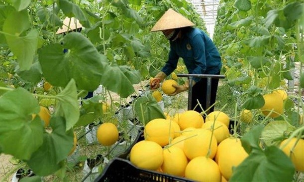 ONU apoyara a Vietnam en transformacion del sistema alimentario hinh anh 1