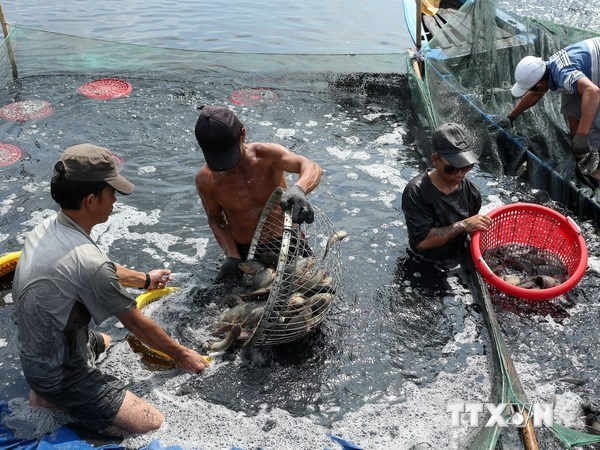 Provincia vietnamita de Ca Mau fortalece proteccion ambiental en la acuicultura hinh anh 1