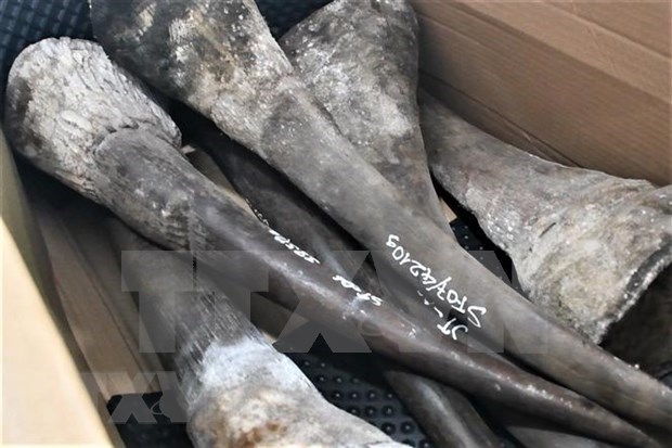 Incautan en Vietnam gran cargamento importado de cuernos de rinoceronte y huesos de animales salvajes hinh anh 1