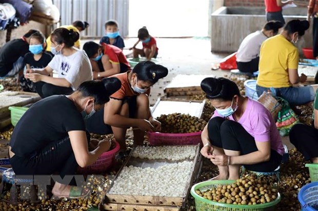 ASEAN potencia papel de mujeres en el sector agricola hinh anh 1