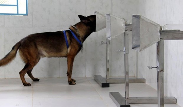 Camboya entrena con exito a perros rastreadores para detectar casos del COVID-19 hinh anh 1
