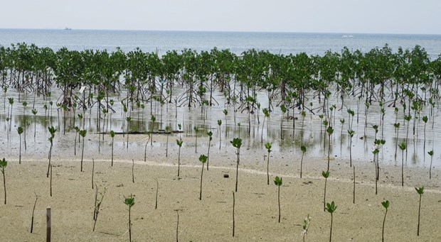 Iniciativa Verde de la ASEAN: Hacia la plantacion de 10 millones de arboles hinh anh 1