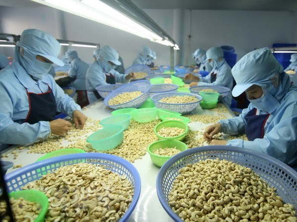 Vietnam, mayor importador de anacardos de Camboya hinh anh 1