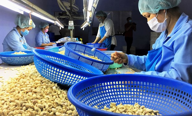 Vietnam consolida su posicion como proveedor numero uno de anacardos a Rusia hinh anh 1