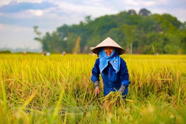 Hanoi apoya a agricultores a mantener produccion en medio de impactos de COVID-19 hinh anh 1
