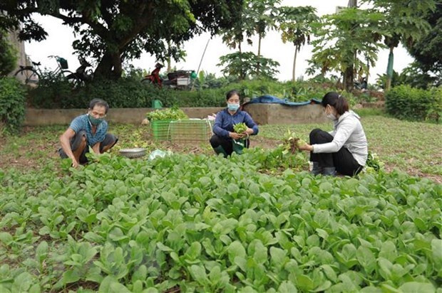 Hanoi apoya a agricultores a mantener produccion en medio de impactos de COVID-19 hinh anh 2
