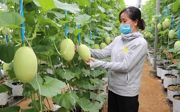 Australia apoya a Vietnam en desarrollo de agricultura de alta tecnologia hinh anh 1