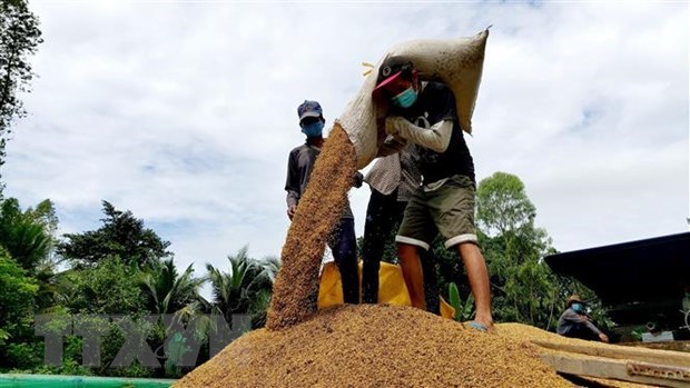 Tailandia se encamina al cumplimiento de alta meta de exportacion de arroz en 2021 hinh anh 1