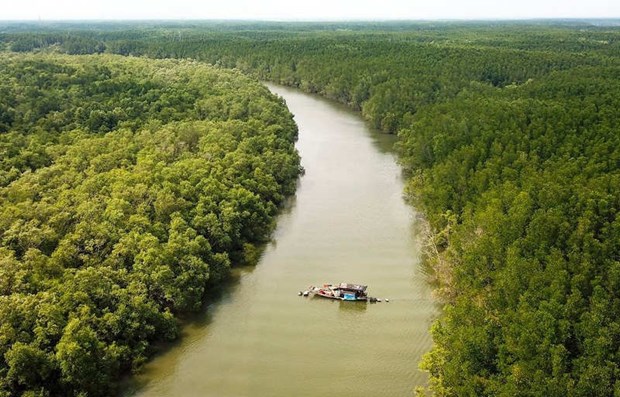 Vietnam busca promover proteccion y desarrollo de bosques en areas costeras hinh anh 1