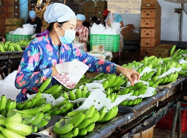 Rusia aumenta importacion de verduras y frutas de Vietnam hinh anh 1