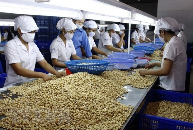 Cuota de mercado de anacardos vietnamitas aumenta en Estados Unidos hinh anh 1