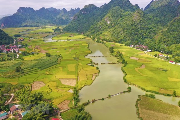 Temporada de arroz maduro en hermosa provincia vietnamita de Cao Bang hinh anh 1