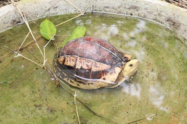 Visitan hogar de especies raras de tortugas en el parque vietnamita de Cuc Phuong hinh anh 1