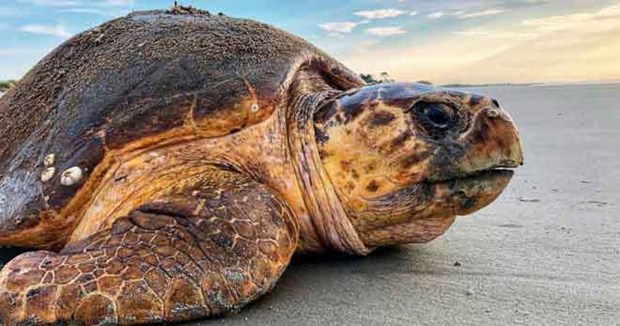 Liberan especie de tortuga marina rara a su habitat natural en provincia vietnamita hinh anh 1