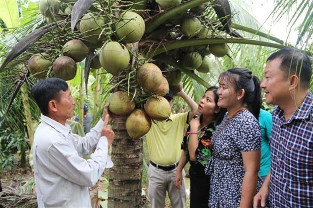 Envian por via aerea primer lote de cocos frescos vietnamitas a Australia hinh anh 1