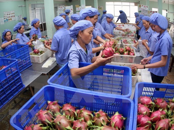 Union Europea sigue siendo mercado prometedor para frutas vietnamitas hinh anh 1