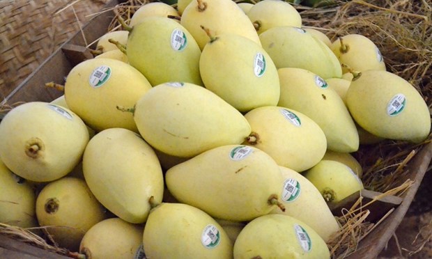 Mas areas del cultivo de mango en provincia vietnamita de Dong Thap reciben codigo de produccion hinh anh 1
