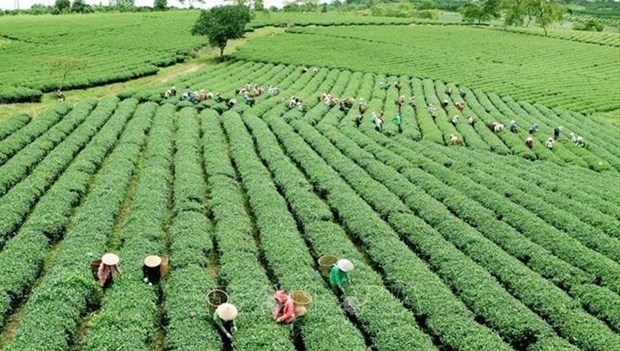 Vietnam promueve la agricultura verde para adaptarse al nuevo contexto hinh anh 1
