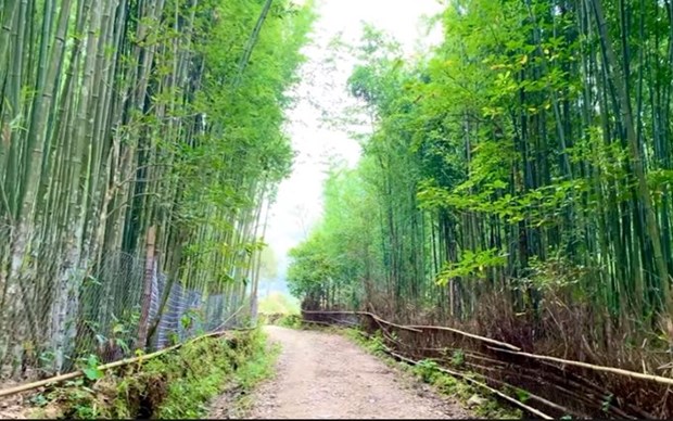 Explorar bosque de bambu en comuna de Ta Phin, de Vietnam hinh anh 1
