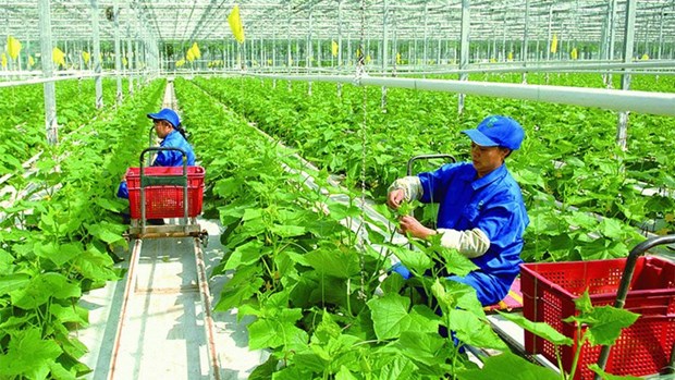 Vietnam por garantizar desarrollo verde y sostenible de agricultura hinh anh 1