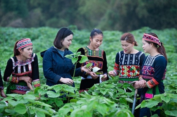 Vietnam trabaja por garantizar igualdad de genero en minorias etnicas hinh anh 1