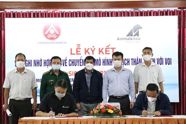 Unen esfuerzos para proteger a elefantes en provincia altiplana de Vietnam hinh anh 2