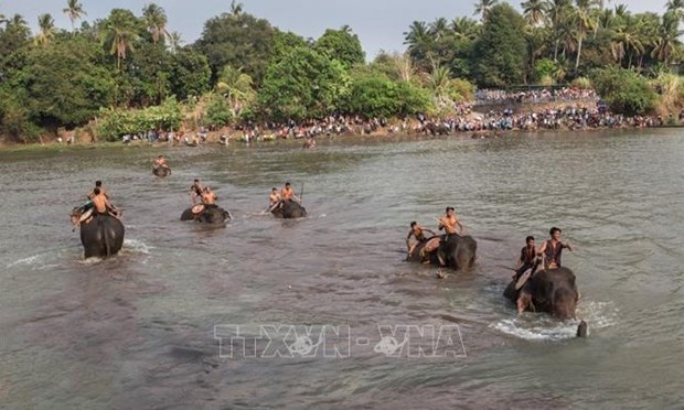 Unen esfuerzos para proteger a elefantes en provincia altiplana de Vietnam hinh anh 1