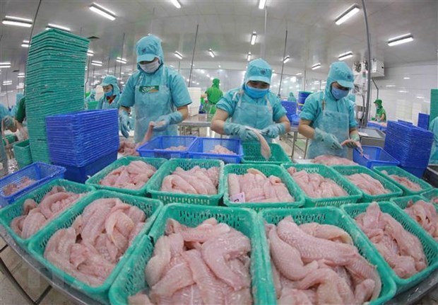 Vietnam ingresaria mas de mil 500 millones de dolares por las ventas de pescado Tra hinh anh 1