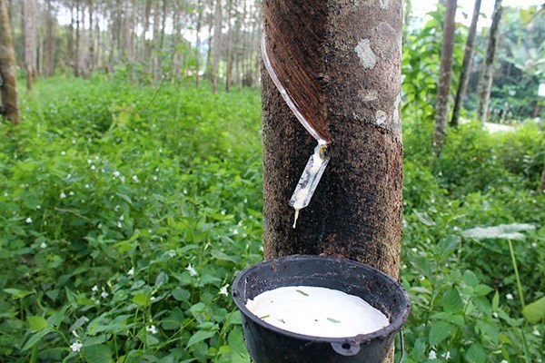 Obtendran 100 mil hectareas de caucho en Vietnam con certificado de manejo forestal sostenible hinh anh 1
