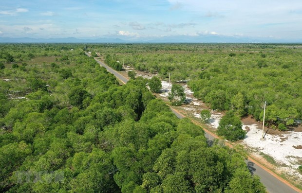 Cobertura forestal en Vietnam alcanza 42,01 por ciento hinh anh 1