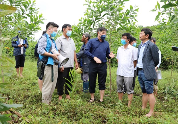 Vietnam planea plantar un 20 por ciento mas de arboles en 2022 hinh anh 1