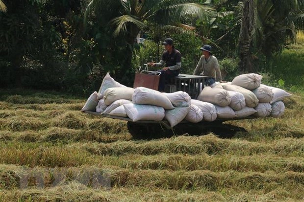 Aumenta produccion de arroz de Vietnam en 2021 hinh anh 1