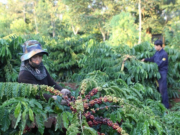 Pronostican crecimiento sostenido del precio del cafe vietnamita hinh anh 1