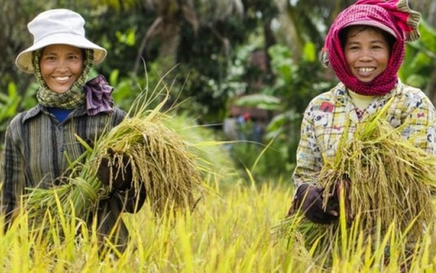 Aumentan exportaciones de productos agricolas camboyanos a Vietnam hinh anh 1