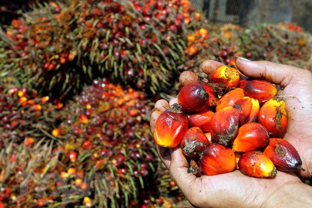 Malasia por mantener crecimiento de la industria del aceite de palma en 2022 hinh anh 1