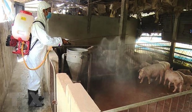 Tailandia detecta por primera vez infeccion de peste porcina africana hinh anh 1
