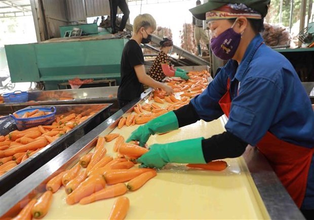 Lotes de 600 toneladas marcan inicio de exportacion de zanahorias de provincia vietnamita hinh anh 1