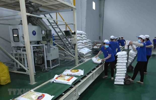 Union Europea sigue siendo mercado potencial para la exportacion arrocera de Vietnam hinh anh 2