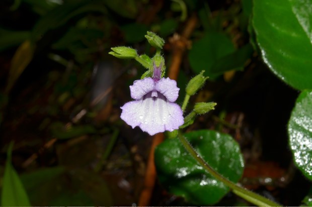 Descubren nueva especie de planta floral en Vietnam hinh anh 1