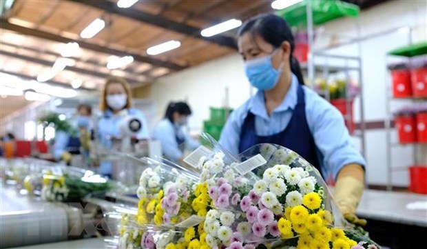 Buscan reexportar flores vietnamitas a Australia hinh anh 1