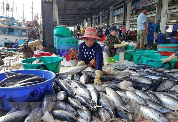 Pescadores de provincia vietnamita en temporada de cosecha de atun hinh anh 1