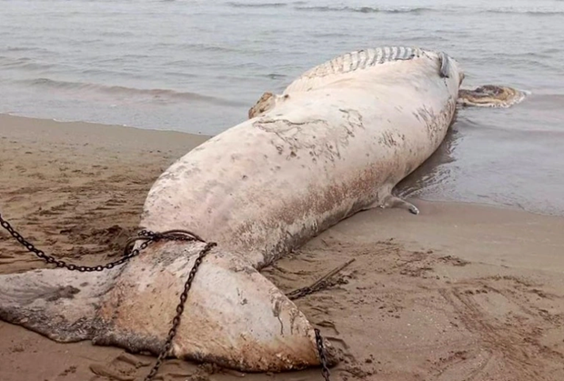 Detectan cadaver de ballena de mas de 10 toneladas varado en playa vietnamita hinh anh 1